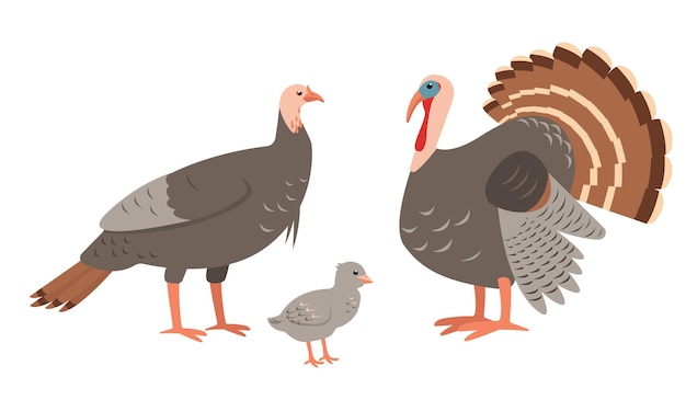 Familia de aves de granja domésticas machos y hembras de pavo