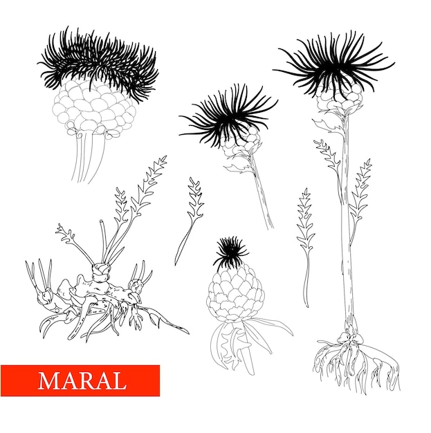 Familia de plantas herbáceas perennes Astral maral root maral Dibujo lineal