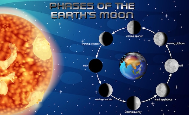 Vector fases de la luna para la educación científica.