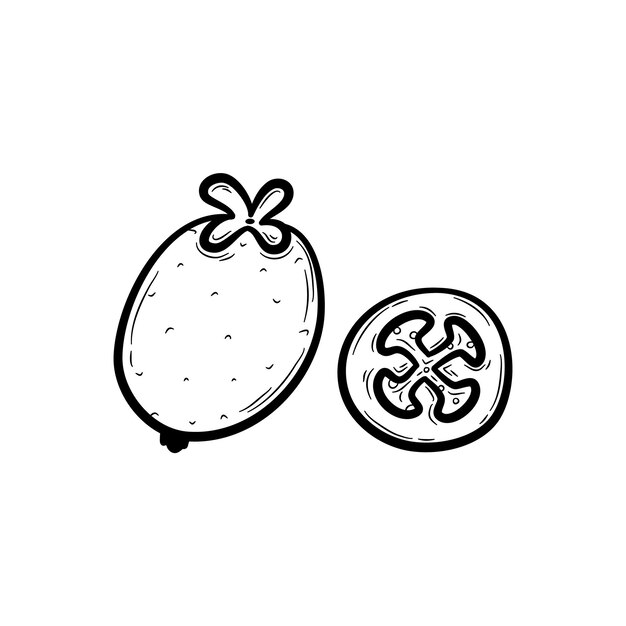 Feijoa dibujada a mano. Fruta exótica del sur aislada en blanco. Ilustración vectorial en estilo garabato