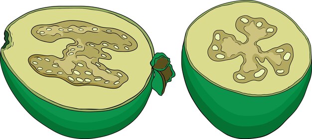 Feijoa sellowiana piña guayaba guayabastián colorido ilustración vectorial dibujada a mano