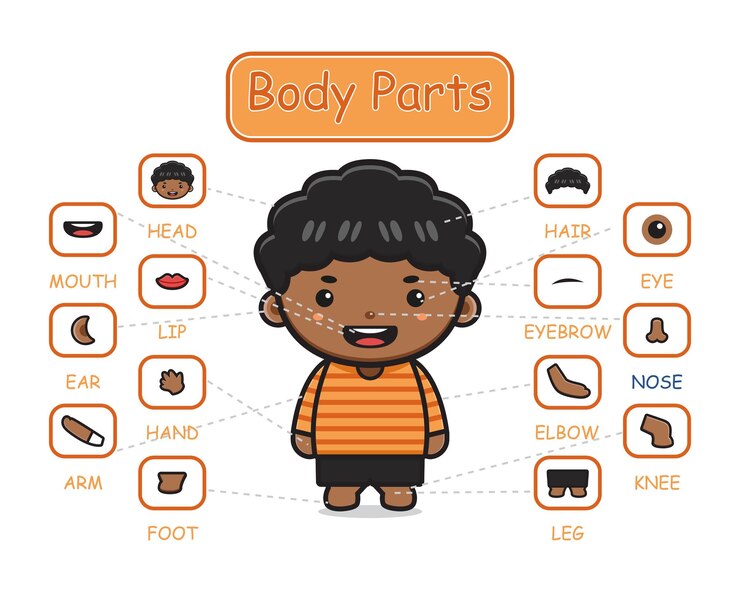 Vector feliz lindo niño niño cuerpo parte anatomía dibujos animados icono clip art ilustración