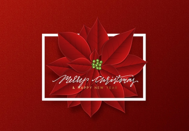 Feliz Navidad, fondo decorado con hermosas flores de poinsettia de cogollos rojos.