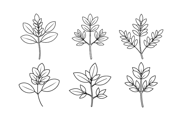 Fenugreek Trigonella foenumgraecum diseño etiquetado ilustración vectorial de arte de línea