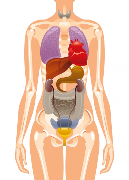 Vector figura femenina humana realista con órganos internos y esqueleto. hígado, corazón, huesos, costillas. cartel del cuerpo de salud. infografía de anatomía médica