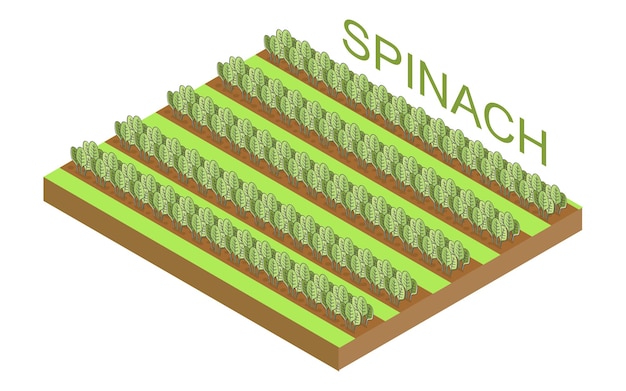 Filas de espinacas en el campo de la granja Ilustración de vector isométrica de planta de espinaca