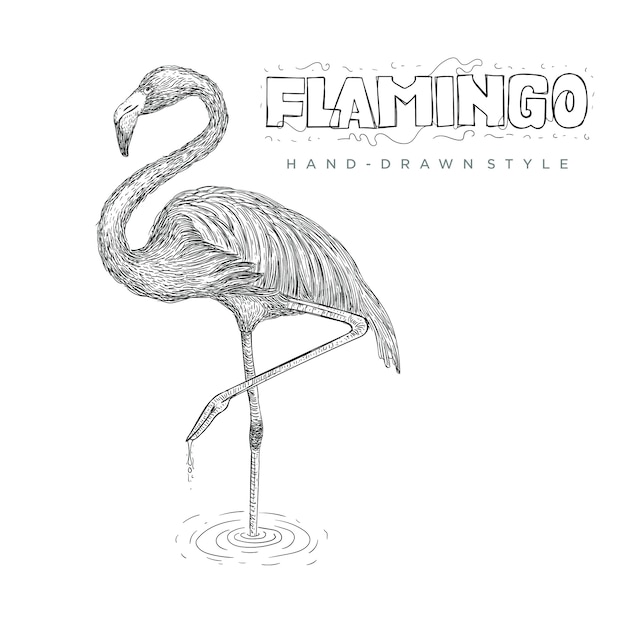 flamenco de pie sobre el agua con una pierna. dibujado a mano ilustración animal