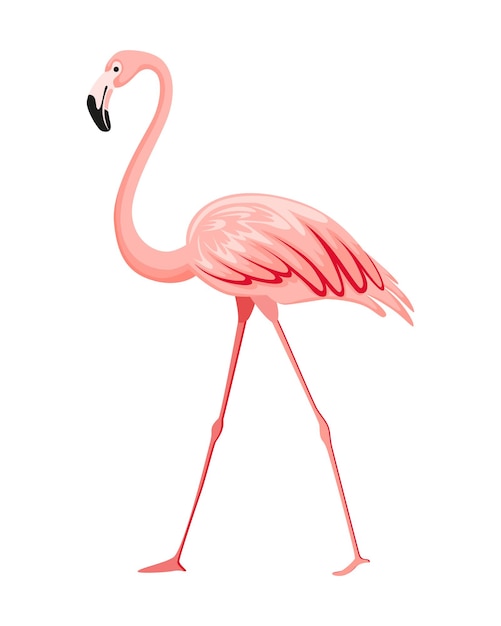 Flamenco rosado Carácter de pájaro tropical exótico Animal de vida silvestre aislado Naturaleza fauna silvestre Lindo pájaro africano de pie
