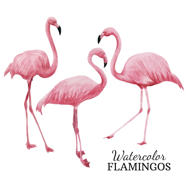 Flamencos de acuarela