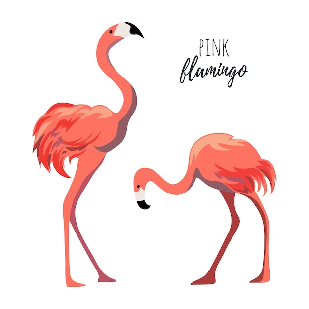 Flamencos rosados