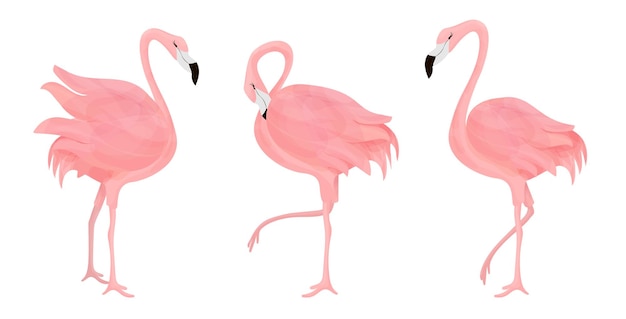 Flamencos rosas. aves exóticas. conjunto de ilustraciones vectoriales aisladas sobre fondo blanco