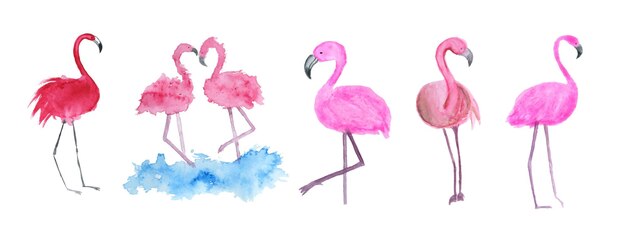 Flamingo acuarela clipart rosa pájaros tropicales