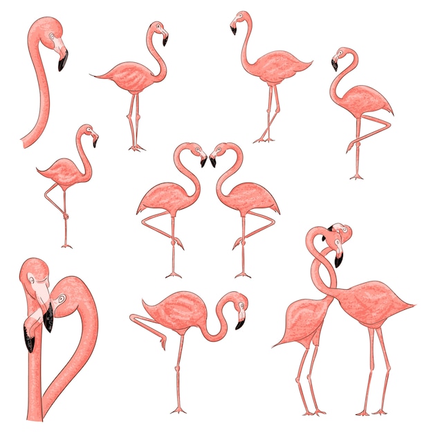 Flamingo dibujos animados set ilustración aislado en blanco