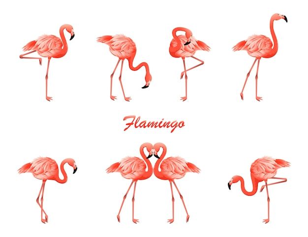 Vector flamingo en diferentes poses.