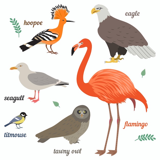 Flamingo, gaviota, águila americana, titmouse, gris, búho y abubilla.