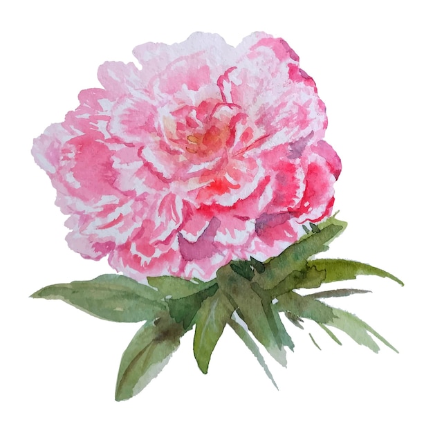 Flor de acuarela sobre fondo blanco.