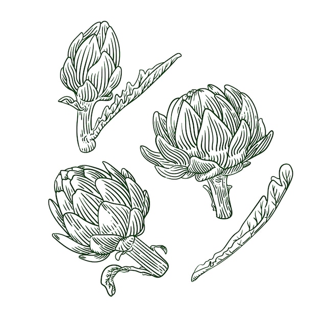 Vector flor de alcachofa dibujada a mano con ilustración de conjunto grabado de hoja