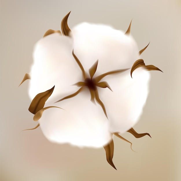 Flor de algodón brote blanco realista bola esponjosa suave fibra natural o material de tela planta agrícola cultivada burbuja madura aislada elemento botánico objeto floral vector