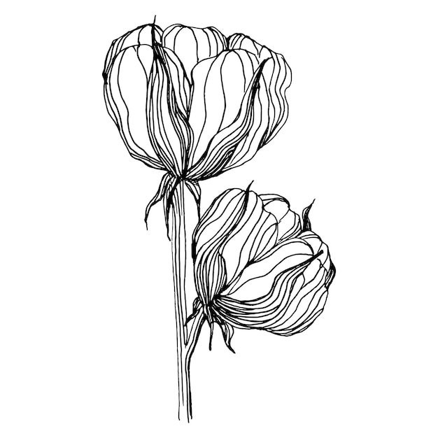 Flor de algodón Flor botánica floral Elemento de ilustración aislado