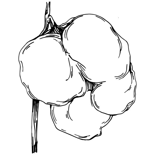 Flor de algodón Flor floral botánica Elemento de ilustración aislado Dibujo a mano vectorial de flor silvestre para la textura de fondo Patrón de envoltura Marco o borde
