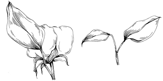 Flor de algodón Flor floral botánica Elemento de ilustración aislado Dibujo a mano vectorial de flor silvestre para la textura de fondo Patrón de envoltura Marco o borde