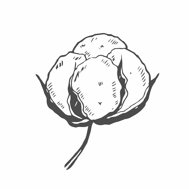 Flor de algodón Flor floral botánica Elemento de ilustración aislado Dibujo a mano vectorial de flor silvestre para la textura de fondo Patrón de envoltura Marco o borde