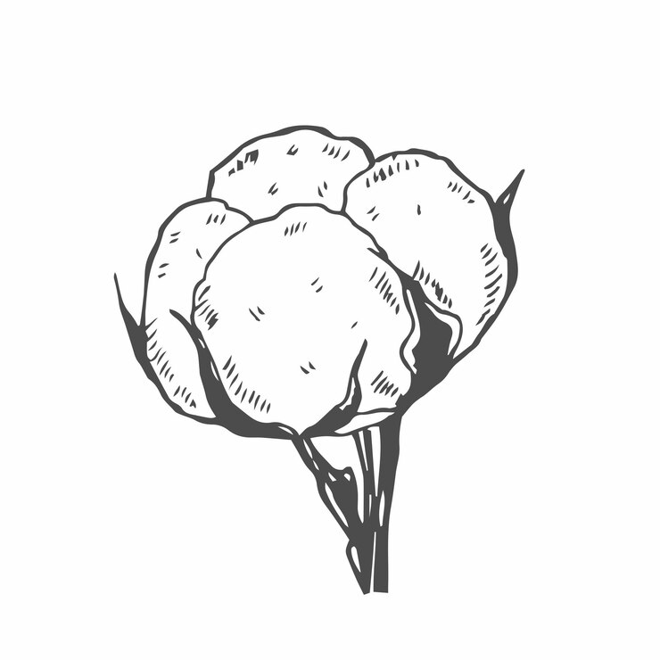 Vector flor de algodón flor floral botánica elemento de ilustración aislado dibujo a mano vectorial de flor silvestre para la textura de fondo patrón de envoltura marco o borde