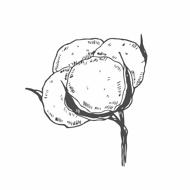Flor de algodón Flor floral botánica Elemento de ilustración aislado Dibujo a mano vectorial de flor silvestre para la textura de fondo Patrón de envoltura Marco o borde