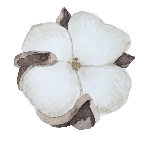 Flor de algodón pintada en imagen vectorial de acuarela aislada en un fondo blanco