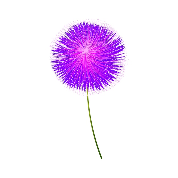 Flor de allium púrpura vectorial sobre un fondo blanco