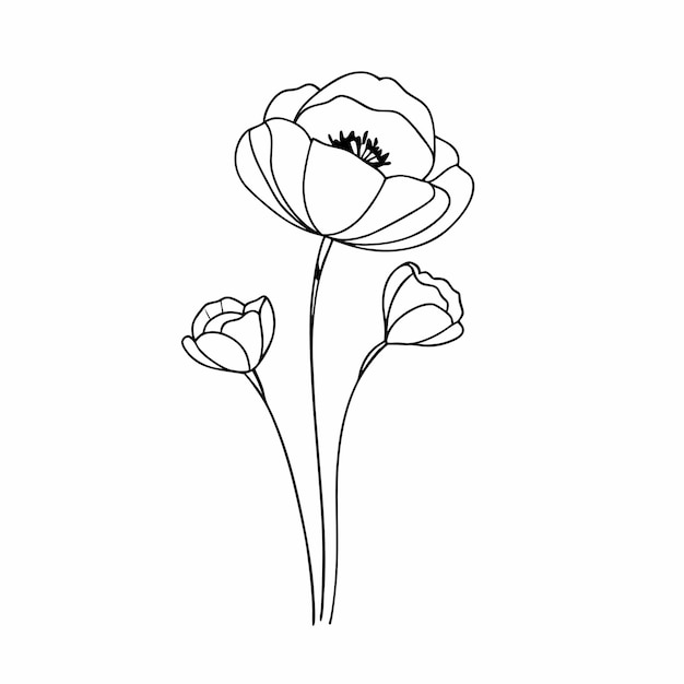Flor de amapola negra y blanca con arte de líneas Ilustración botánica dibujada a mano 16