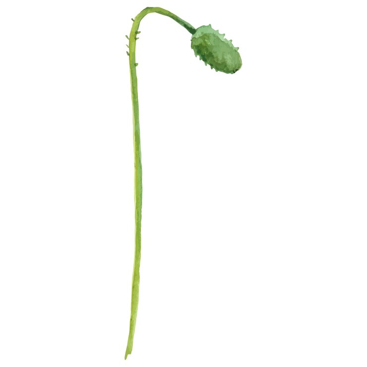 Vector flor de amapola pintada con acuarela vectorial elemento de diseño dibujado a mano aislado sobre fondo blanco