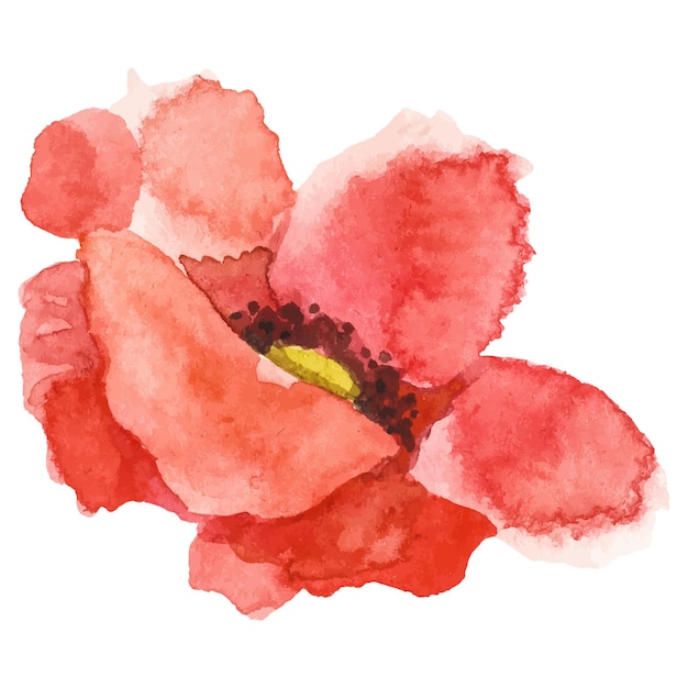 Flor de amapola pintada con acuarela vectorial Elemento de diseño dibujado a mano aislado sobre fondo blanco