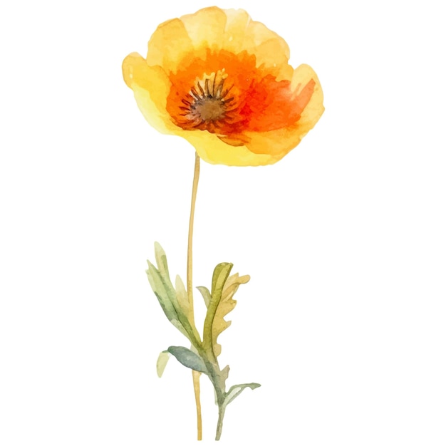 Flor de amapola pintada con acuarela vectorial Elemento de diseño dibujado a mano aislado sobre fondo blanco