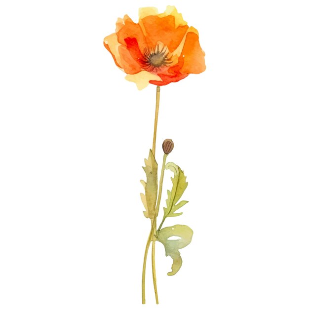 Flor de amapola pintada con acuarela vectorial Elemento de diseño dibujado a mano aislado sobre fondo blanco