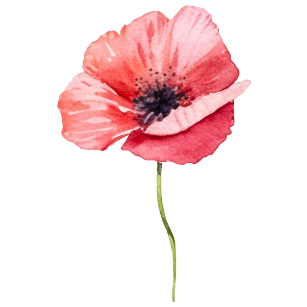 Flor de amapola pintada con acuarela vectorial Elemento de diseño dibujado a mano aislado sobre fondo blanco