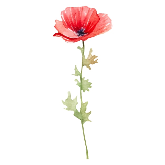Flor de amapola pintada con acuarela vectorial Elemento de diseño dibujado a mano aislado sobre fondo blanco