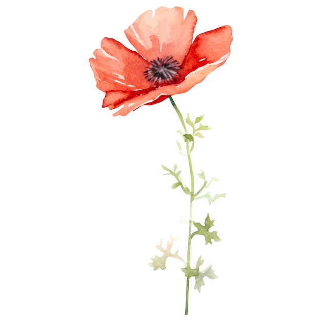 Flor de amapola pintada con acuarela vectorial Elemento de diseño dibujado a mano aislado sobre fondo blanco