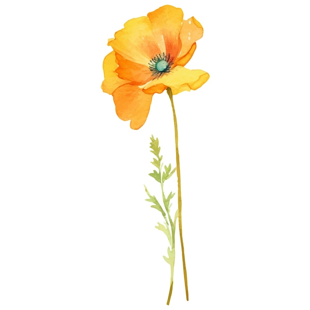 Flor de amapola pintada con acuarela vectorial Elemento de diseño dibujado a mano aislado sobre fondo blanco