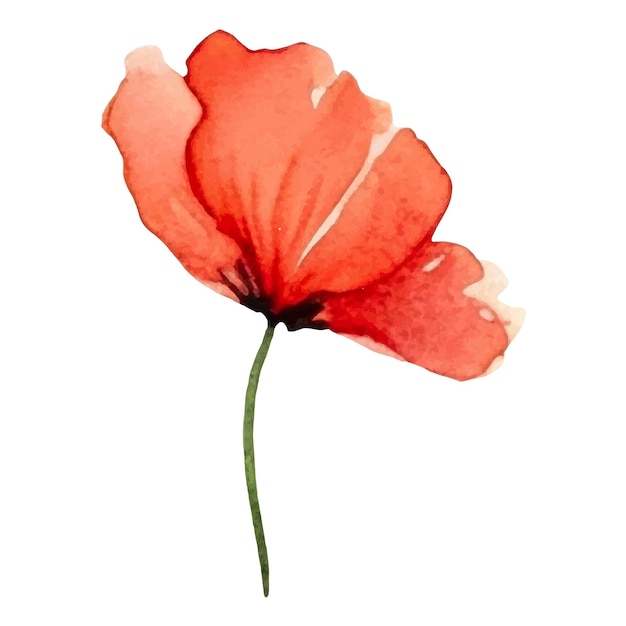 Flor de amapola pintada con acuarela vectorial Elemento de diseño dibujado a mano aislado sobre fondo blanco