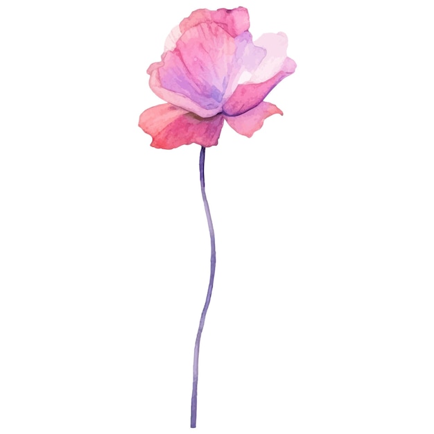 Flor de amapola pintada con acuarela vectorial Elemento de diseño dibujado a mano aislado sobre fondo blanco