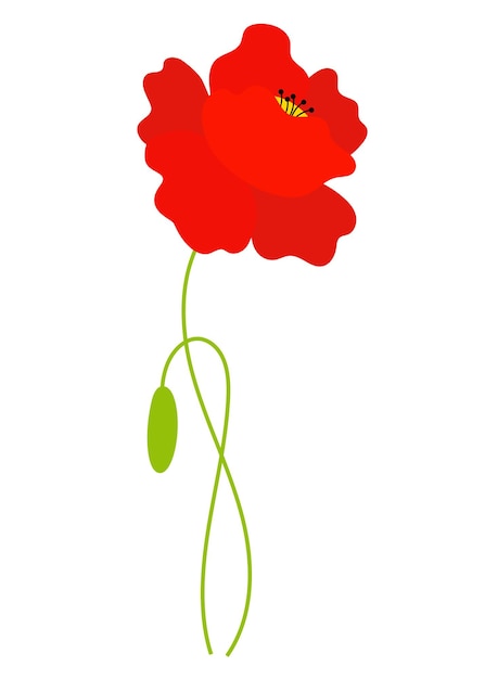 Flor de amapola roja con capullo Vector Field hermosa flor para diseño y decoración postales impresas cubiertas