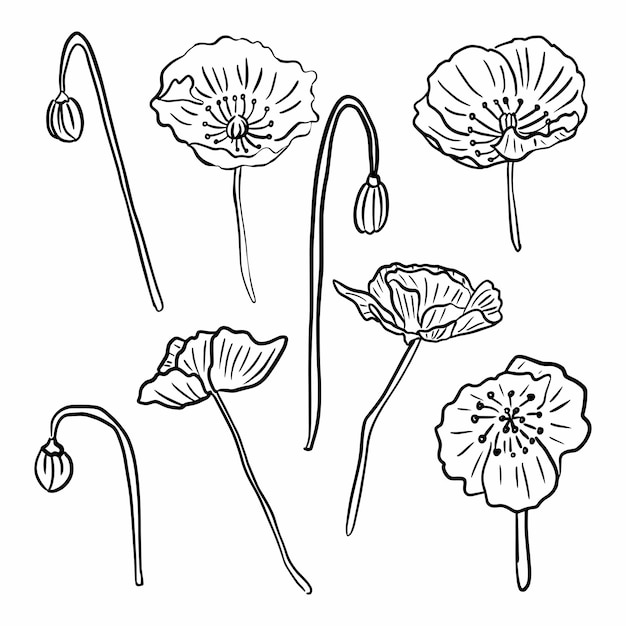 Flor de amapola vectorial dibujada a mano. Aislado sobre fondo blanco. Dibujo de garabatos. Diseño floral. Arte lineal