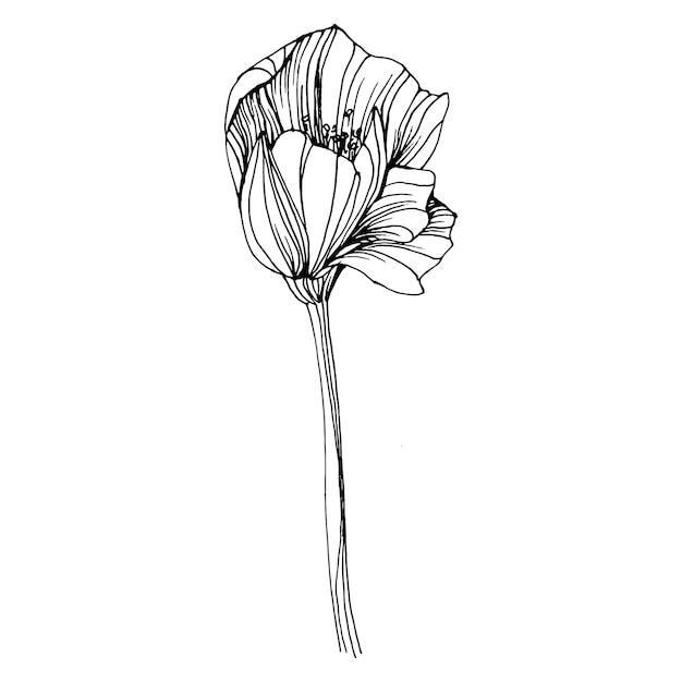 Flor de amapolas. Flor botánica floral. Elemento de ilustración aislado. dibujo a mano de flores silvestres