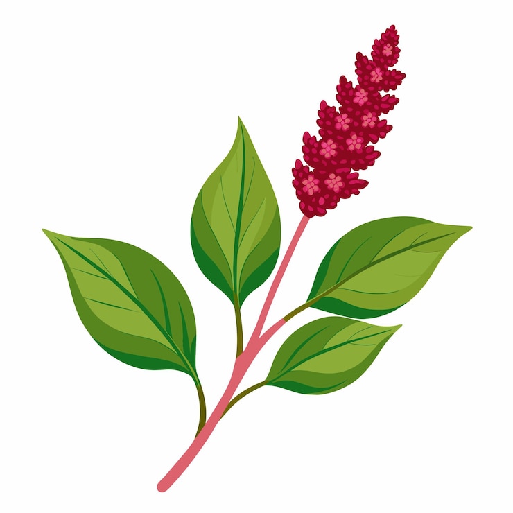 Vector flor de amaranto aislada sobre un fondo blanco
