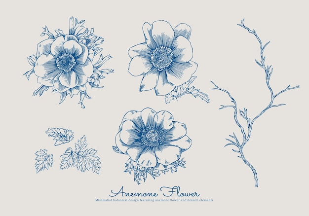 Flor de anémona dibujada a mano con hojas y ramas delicadas