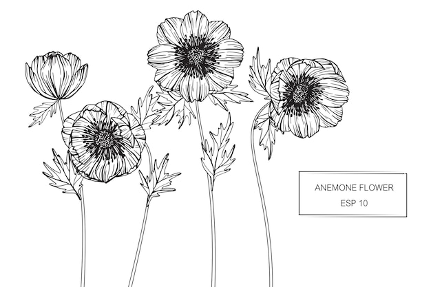 La flor del anémona