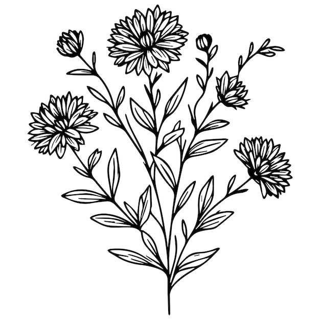 flor de aster dibujada a mano páginas para colorear de flor de aster arte lineal de flor de aster dibujos de aster vintage