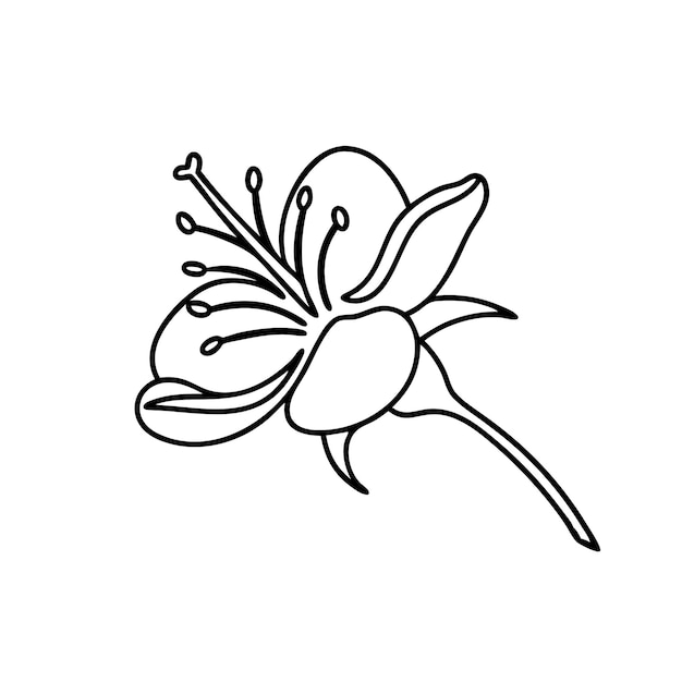 Flor de avellana Ilustración vectorial plana de arte de líneas dibujadas a mano