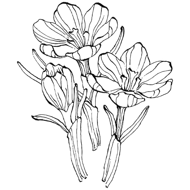Flor de azafrán aislado en blanco